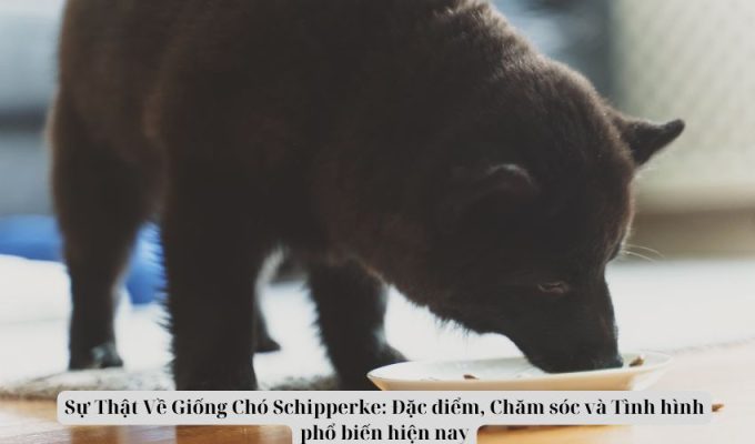 Sự Thật Về Giống Chó Schipperke: Đặc điểm, Chăm sóc và Tình hình phổ biến hiện nay