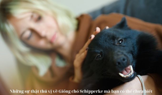 Những sự thật thú vị về Giống chó Schipperke mà bạn có thể chưa biết