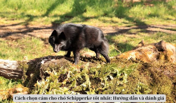 Cách chọn cám cho chó Schipperke tốt nhất: Hướng dẫn và đánh giá