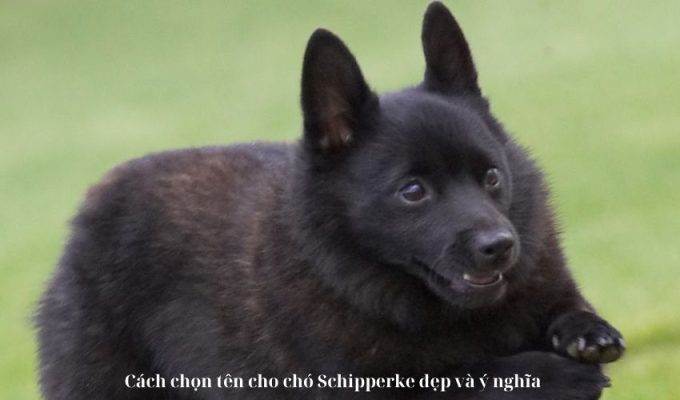 Cách chọn tên cho chó Schipperke đẹp và ý nghĩa