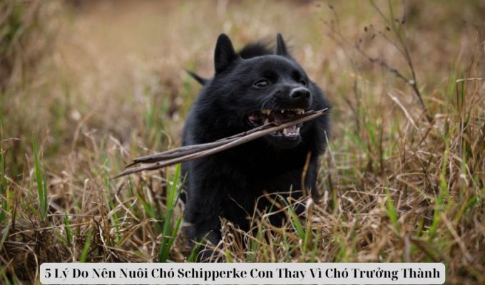 5 Lý Do Nên Nuôi Chó Schipperke Con Thay Vì Chó Trưởng Thành