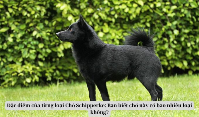 Đặc điểm của từng loại Chó Schipperke: Bạn biết chó này có bao nhiêu loại không?