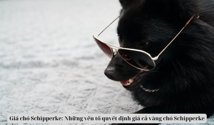 Giá chó Schipperke: Những yếu tố quyết định giá cả vàng chó Schipperke