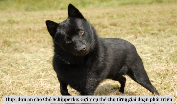 Thực đơn ăn cho Chó Schipperke: Gợi ý cụ thể cho từng giai đoạn phát triển