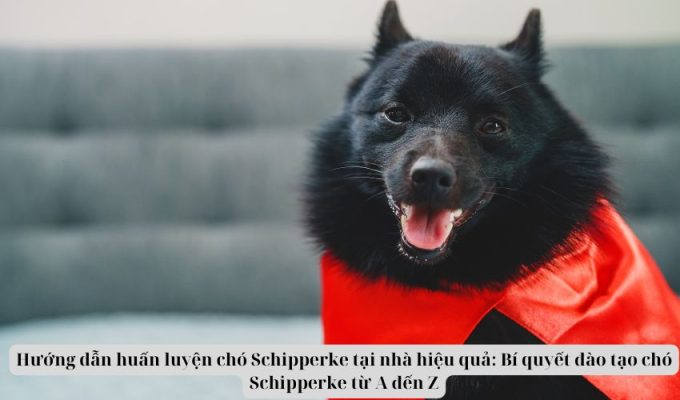 Hướng dẫn huấn luyện chó Schipperke tại nhà hiệu quả: Bí quyết đào tạo chó Schipperke từ A đến Z