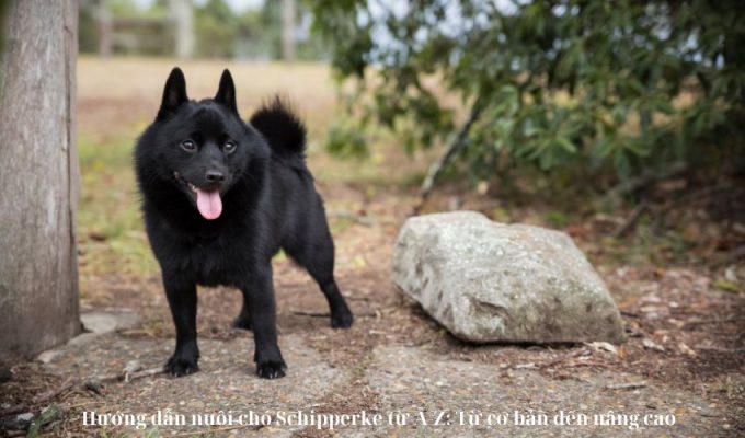 Hướng dẫn nuôi chó Schipperke từ A-Z: Từ cơ bản đến nâng cao