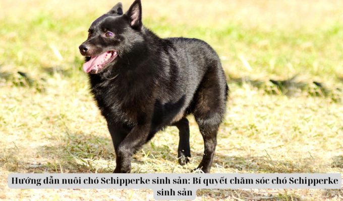 Hướng dẫn nuôi chó Schipperke sinh sản: Bí quyết chăm sóc chó Schipperke sinh sản