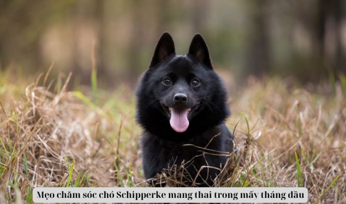 Mẹo chăm sóc chó Schipperke mang thai trong mấy tháng đầu