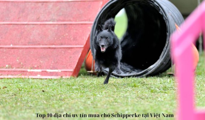 Top 10 địa chỉ uy tín mua chó Schipperke tại Việt Nam