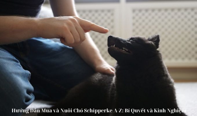 Hướng Dẫn Mua và Nuôi Chó Schipperke A-Z: Bí Quyết và Kinh Nghiệm