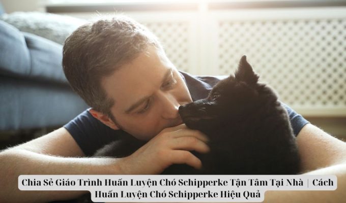 Chia Sẻ Giáo Trình Huấn Luyện Chó Schipperke Tận Tâm Tại Nhà | Cách Huấn Luyện Chó Schipperke Hiệu Quả