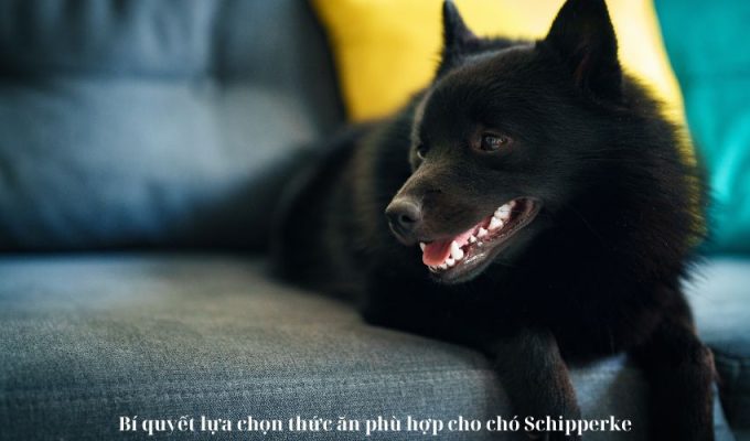 Bí quyết lựa chọn thức ăn phù hợp cho chó Schipperke