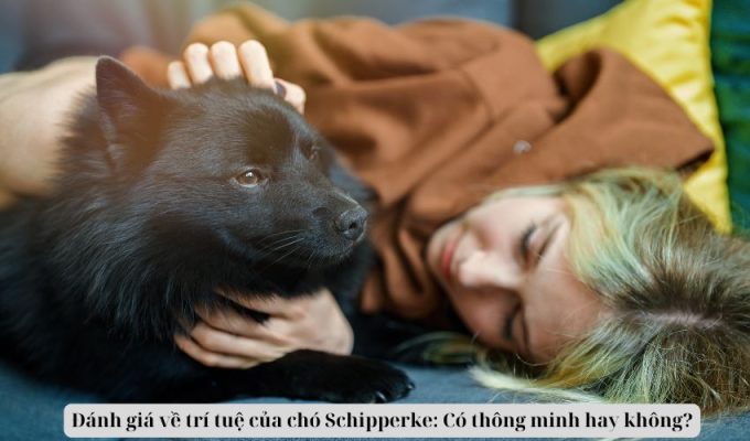 Đánh giá về trí tuệ của chó Schipperke: Có thông minh hay không?