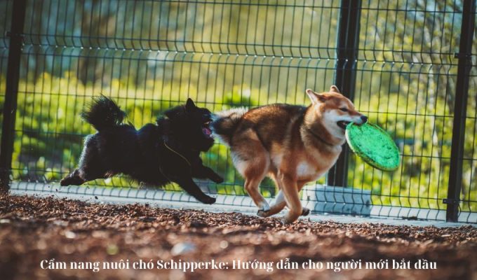 Cẩm nang nuôi chó Schipperke: Hướng dẫn cho người mới bắt đầu