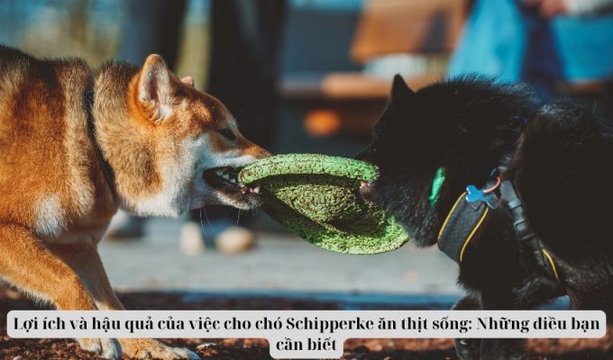 Lợi ích và hậu quả của việc cho chó Schipperke ăn thịt sống: Những điều bạn cần biết